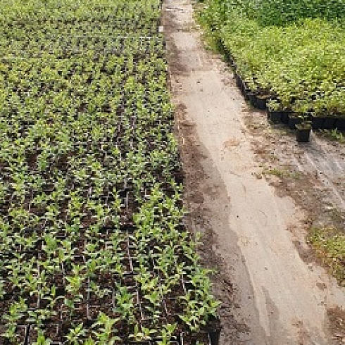 Интервью с участницей Союза органического земледелия