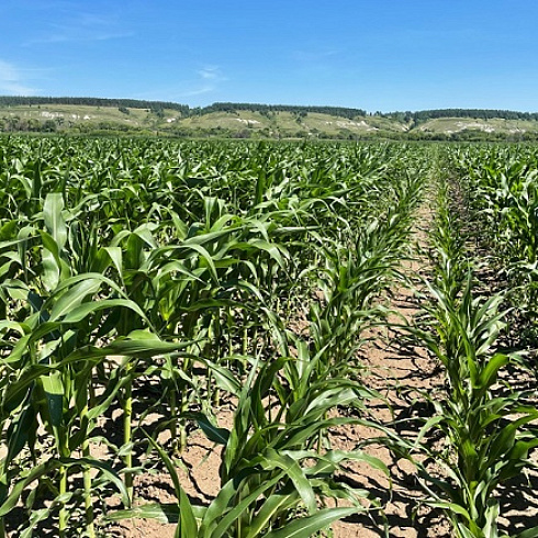 Селекция и семеноводство в органическом сельском хозяйстве: российский опыт