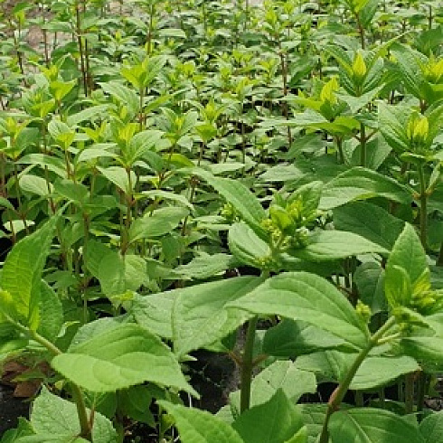 Интервью с участницей Союза органического земледелия