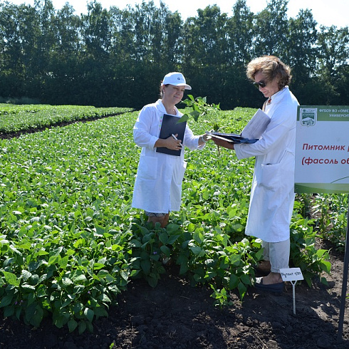 Селекция и семеноводство в органическом сельском хозяйстве: российский опыт